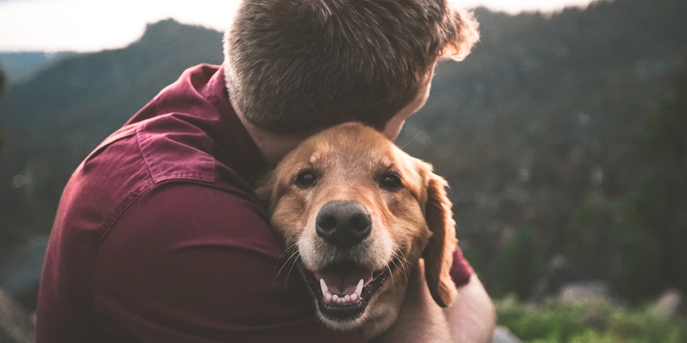 animais de estimação